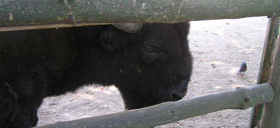 ddos攻击器安卓ios下载